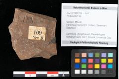 Foto (Objekt + Etikett) von Equisetum ? sp. (NHMW-GEO-2024-0188-0109)